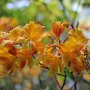 Rhododendron molle 